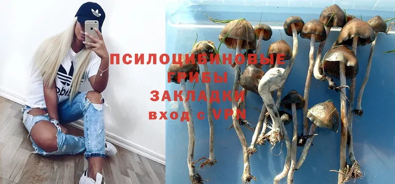 Псилоцибиновые грибы Psilocybine cubensis  Сенгилей 